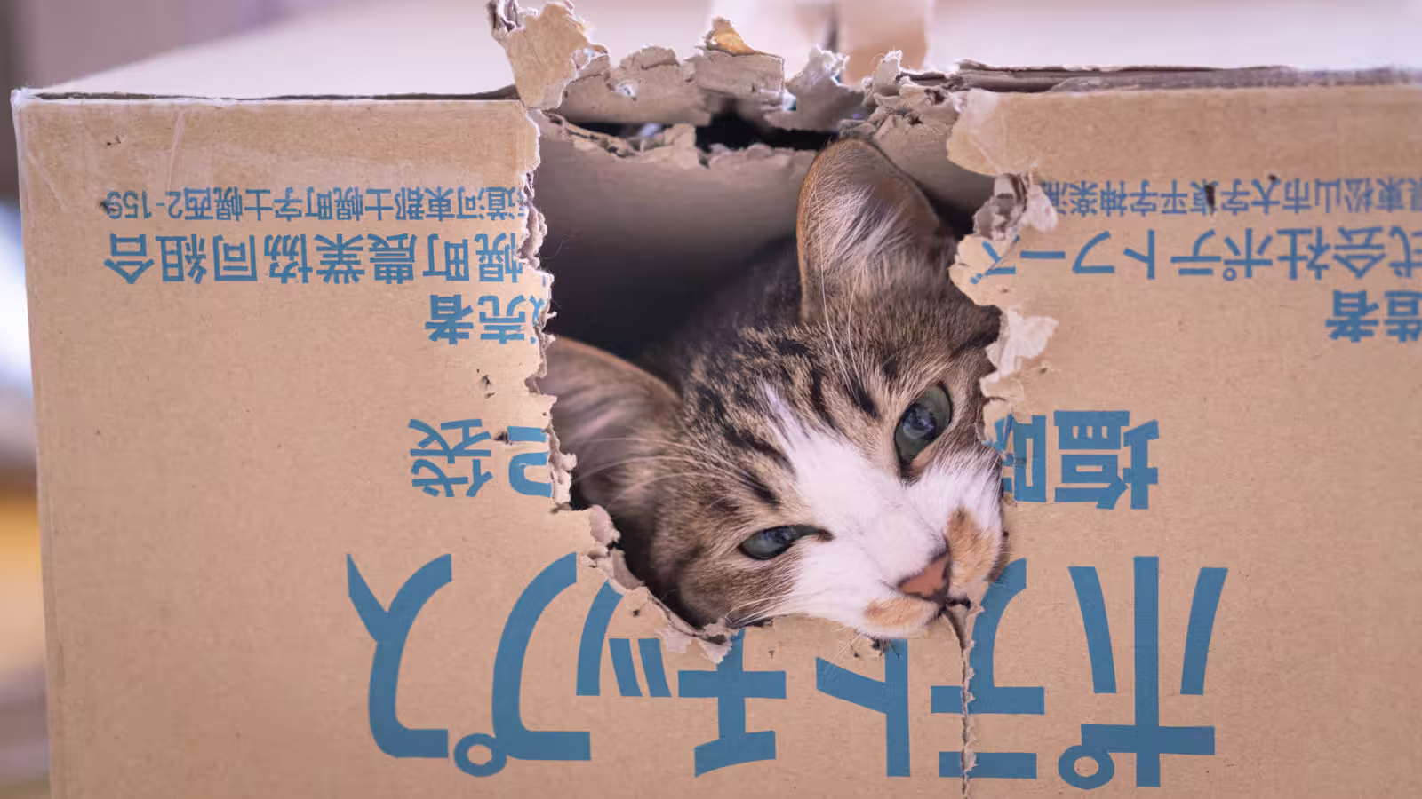 猫隊員3号