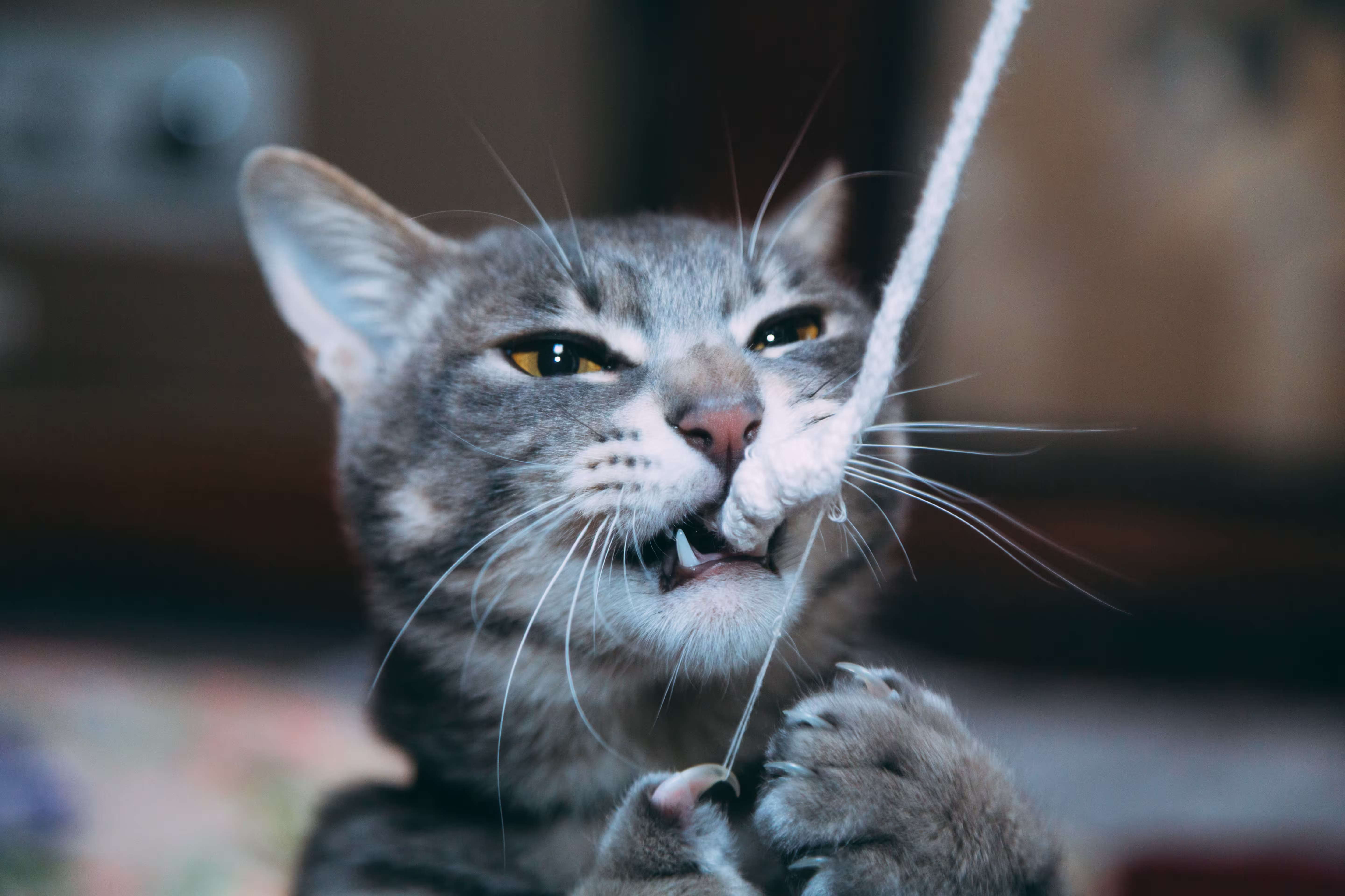 灰色の猫