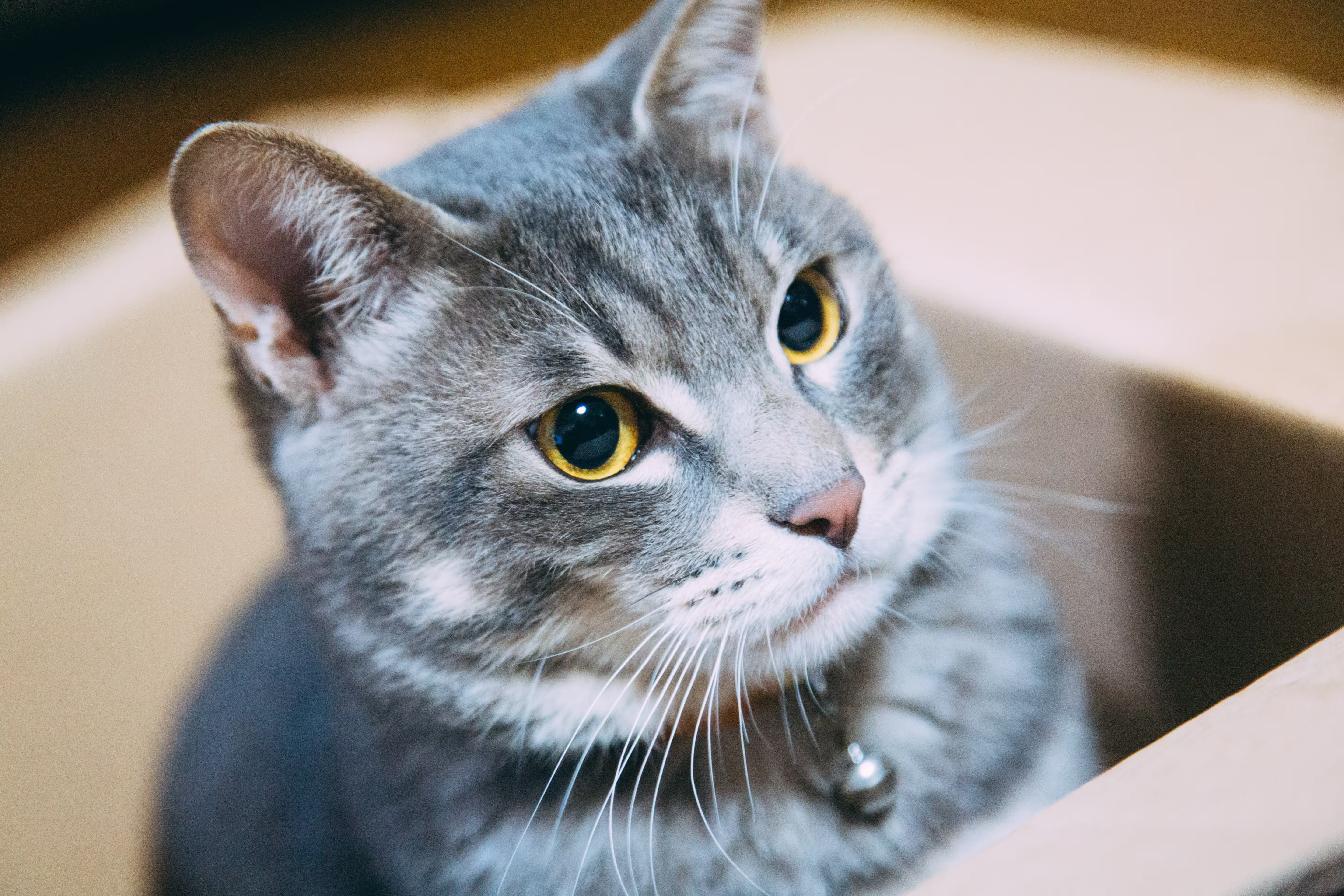 箱に入った猫